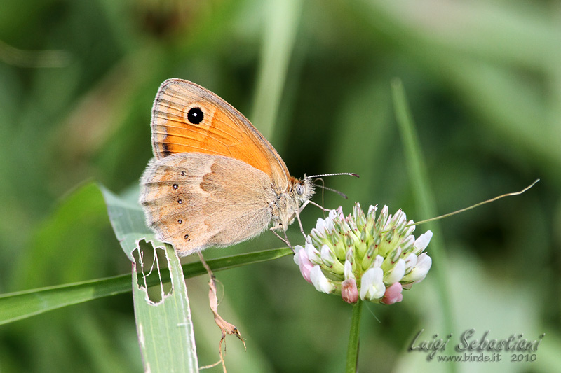 Coenonympha pamphilus